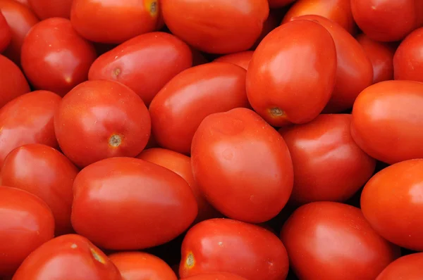 stock image Tomato