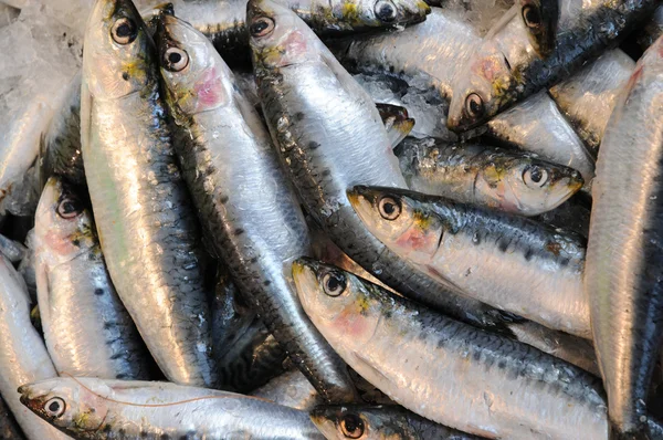 Kraam van sardines — Stockfoto
