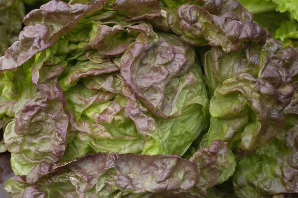 Salade op de markt — Stockfoto
