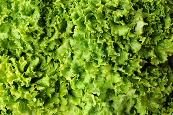 Salada no mercado — Fotografia de Stock