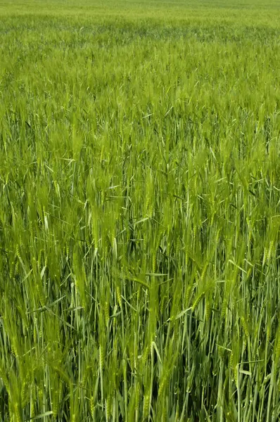 stock image Wheat field