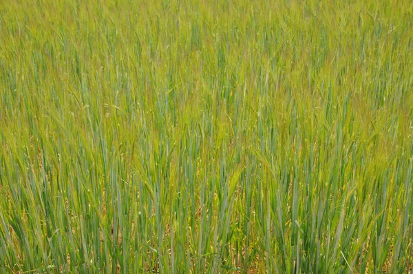 Campo de trigo — Fotografia de Stock