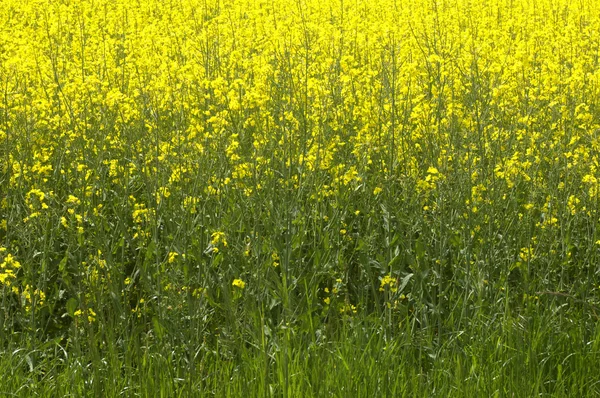 菜の花畑 — ストック写真