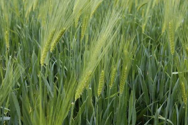 stock image Wheat field