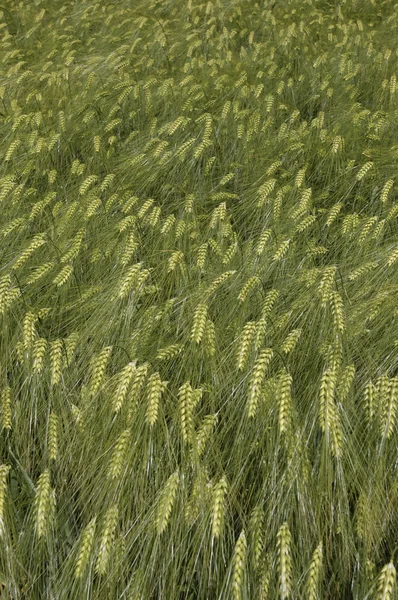 Câmp de grâu — Fotografie, imagine de stoc