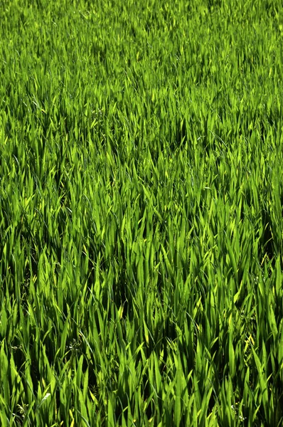 stock image Wheat field