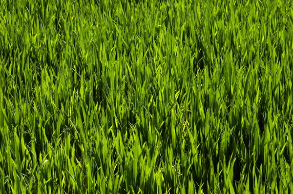 stock image Wheat field