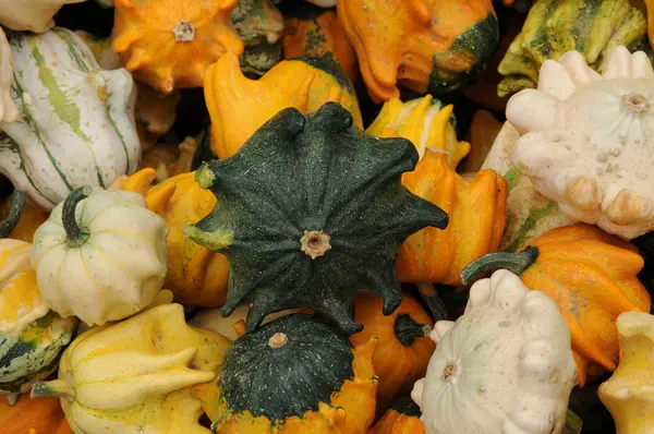 stock image Horizontal picture of a pumpkins in a garden