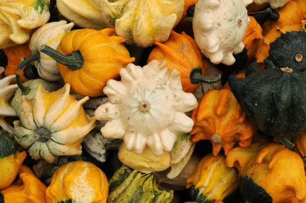 stock image Horizontal picture of a pumpkins in a garden