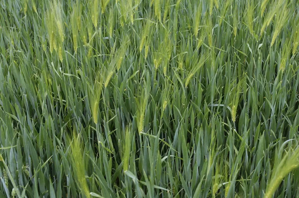 stock image Wheat field