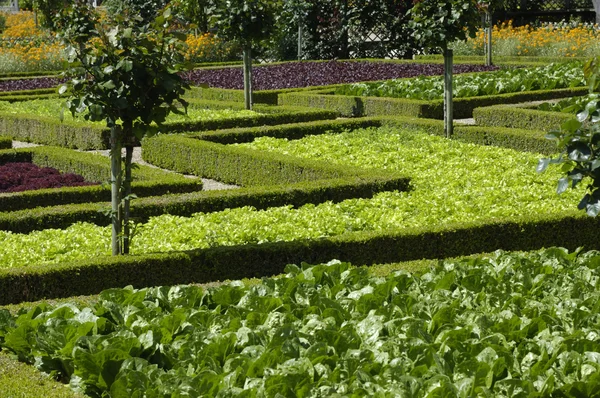 Giardino formale francese del castello di Villandry — Foto Stock