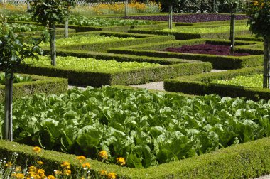 French formal garden of Villandry castel clipart