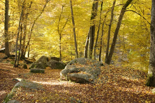 stock image France, Les Vaux de Cernay in Chevreuse valley