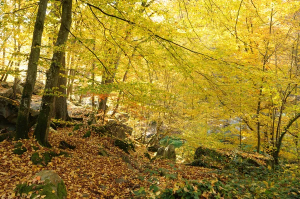 stock image France, Les Vaux de Cernay in Chevreuse valley