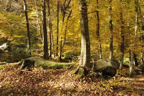 stock image France, Les Vaux de Cernay in Chevreuse valley