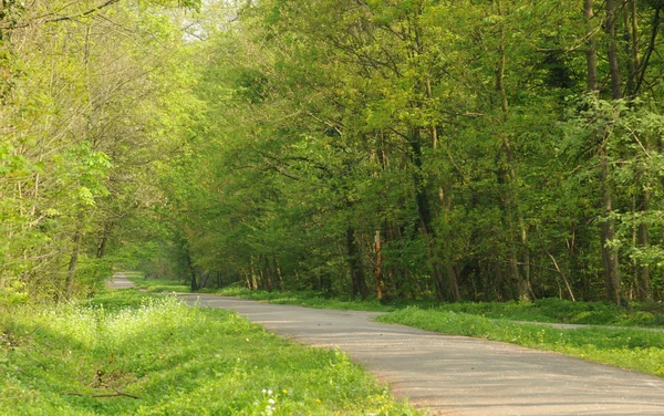 stock image France, Saint-Germain-en-Laye’s forest in spring