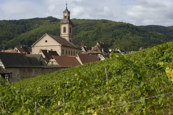 Frankrike, vingård av riquewihr i alsace — Stockfoto