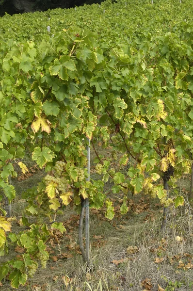 France, vineyard of Riquewihr in Elsace — стоковое фото