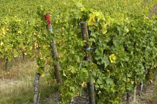 Frankreich, Weinberg von riquewihr im Elsass — Stockfoto