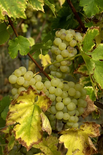 Frankrijk, wijngaard van riquewihr in Elzas — Stockfoto