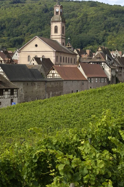 stock image France, vineyard of Riquewihr in Alsace