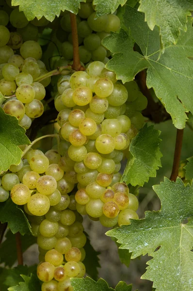 France, vineyard of Riquewihr in Elsace — стоковое фото