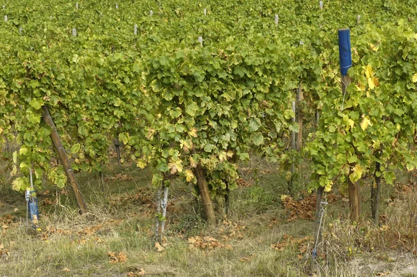 Franciaország, Colmar Elzászban szőlőskertje — Stock Fotó