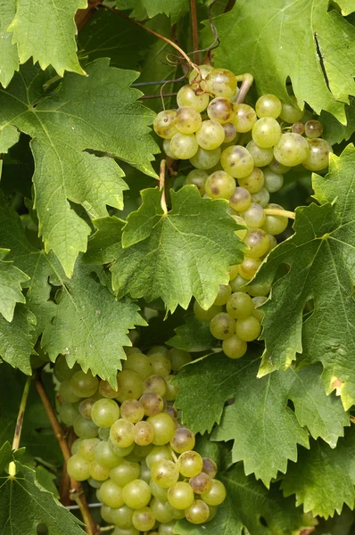 Frankrijk, wijngaard van riquewihr in Elzas — Stockfoto
