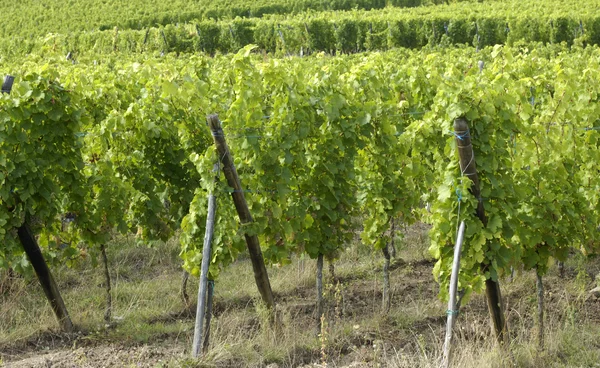 Франція, виноградник Riquewihr в регіоні Alsace — стокове фото