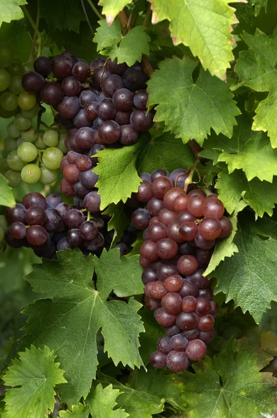 França, vinha de Riquewihr na Alsácia — Fotografia de Stock