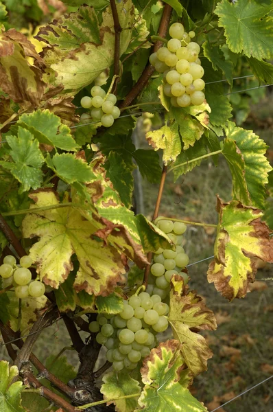 França, vinha de Riquewihr na Alsácia — Fotografia de Stock