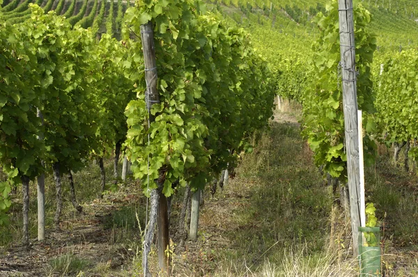 Francie, vinice Colmar v Alsasku — Stock fotografie
