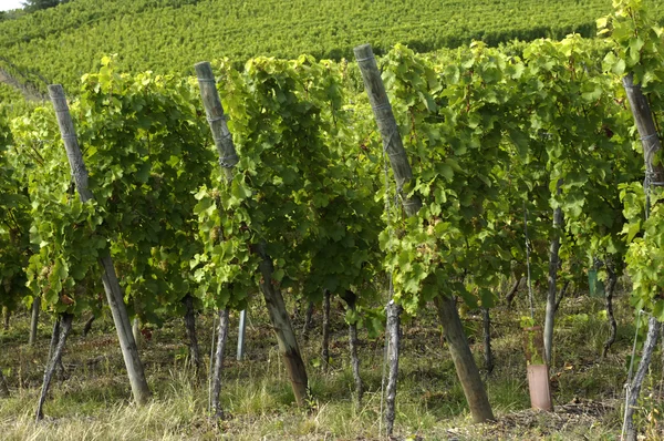 stock image France, vineyard of Riquewihr in Alsace