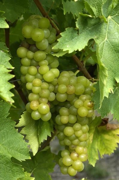 Франція, виноградник Riquewihr в регіоні Alsace — стокове фото
