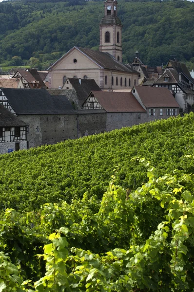 Frankrike, vingård av riquewihr i alsace — Stockfoto