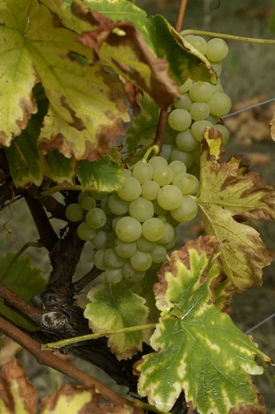 Francia, viñedo de Riquewihr en Alsacia — Foto de Stock