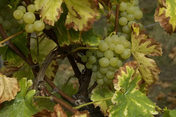 Francie, vinice Colmar v Alsasku — Stock fotografie