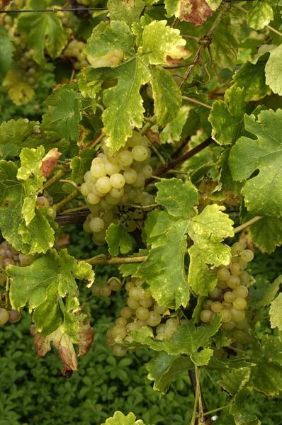Francia, viñedo de Riquewihr en Alsacia —  Fotos de Stock