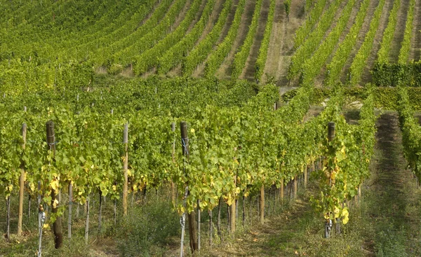France, vineyard of Riquewihr in Alsace — Stock Photo, Image