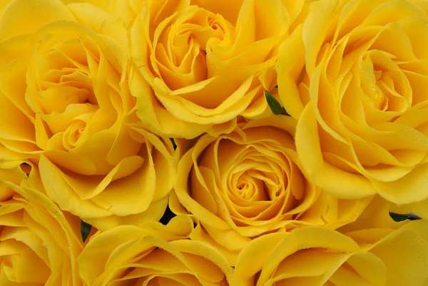 Close up de rosas amarelas no mercado — Fotografia de Stock