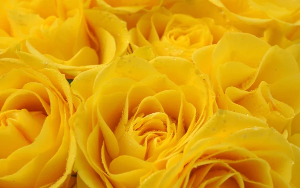 Close up de rosas amarelas no mercado — Fotografia de Stock
