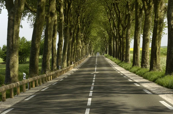 Francie, malé venkovské silnici lemované stromy — Stock fotografie