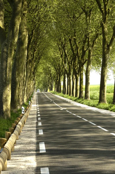 Франция, маленькая проселочная дорога, усеянная деревьями — стоковое фото