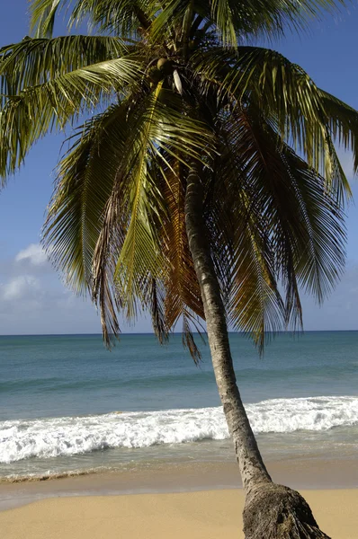 stock image France, Martinique, Salines beach in Sainte Anne