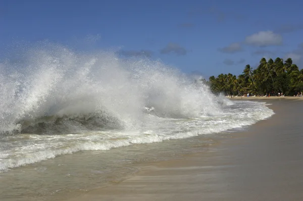 França, Martinica, Salinas praia em Sainte Anne — Fotografia de Stock