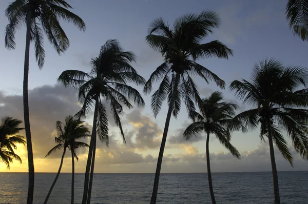 stock image The coast of Le Diamant in Martinique