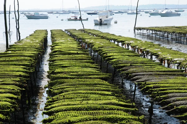 Frankrijk, landbouw op de kust van l herbe oester — Stockfoto