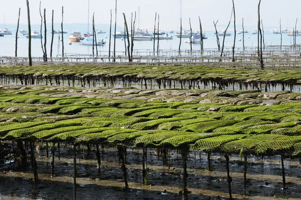 Francja, hodowla na wybrzeżu l herbe ostryg — Zdjęcie stockowe