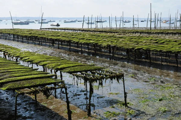 Frankrijk, landbouw op de kust van l herbe oester — Stockfoto