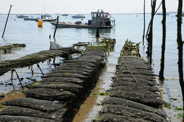 Frankrike, oyster jordbruk på kusten av l herbe — Stockfoto